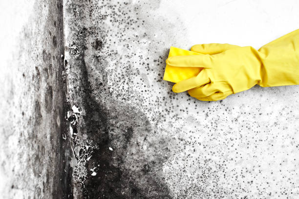 Best Industrial Mold Remediation  in Mount Zion, GA