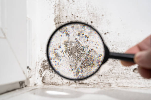 Mount Zion, GA Mold Prevention & Removal  Company